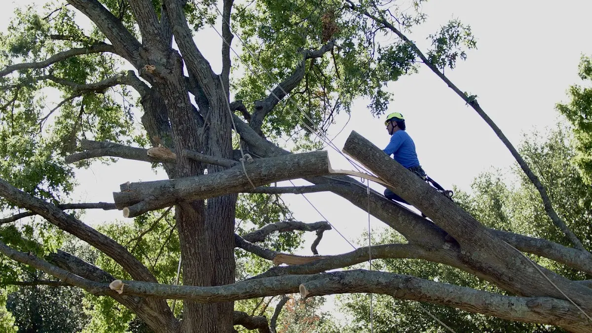 Professional Crown Thinning performed by certified arborists in Stratford