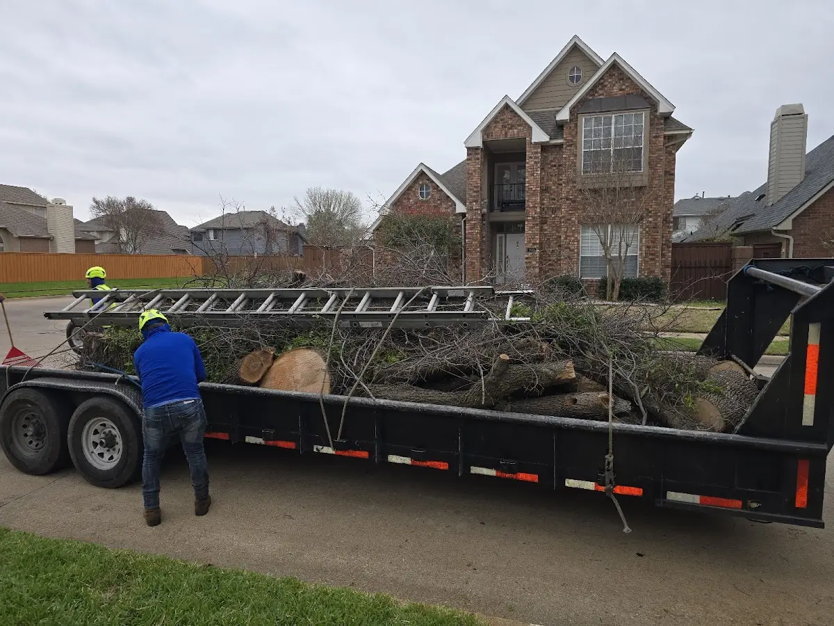 Expert Tree Fertilization with proper safety equipment in Stratford